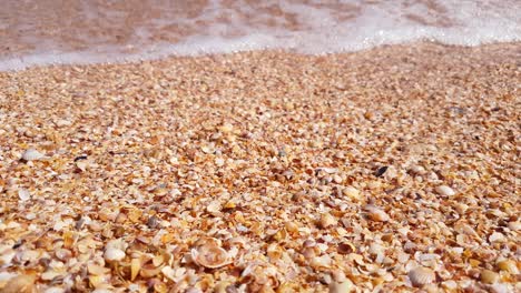 beach from seashells of golden color, close-up