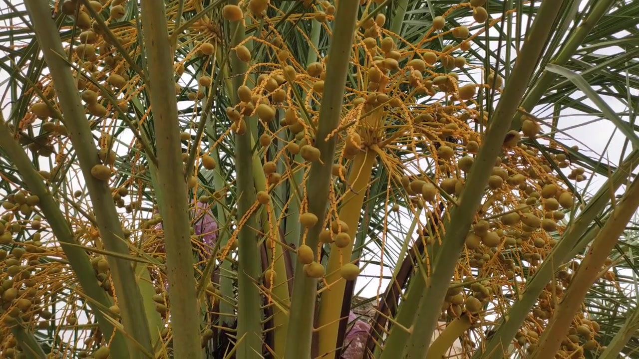 Ripping fruits of dates tree, close up footage