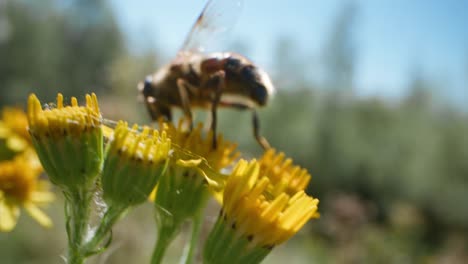 bee on a yellow flower