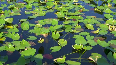 Close-up-of-water-Lilly-pads-moving-in-breeze-in-Everglades-National-Park,-Florida