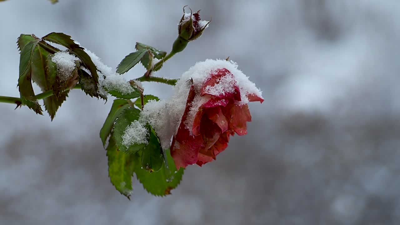 Rosa ghiacciata in un cumulo di neve.