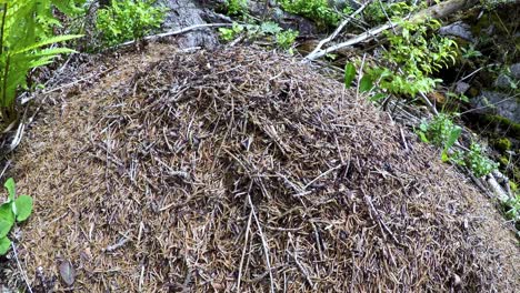 Wilder-Ameisenhaufen-Im-Wald