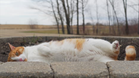 cat rolling around in dirt