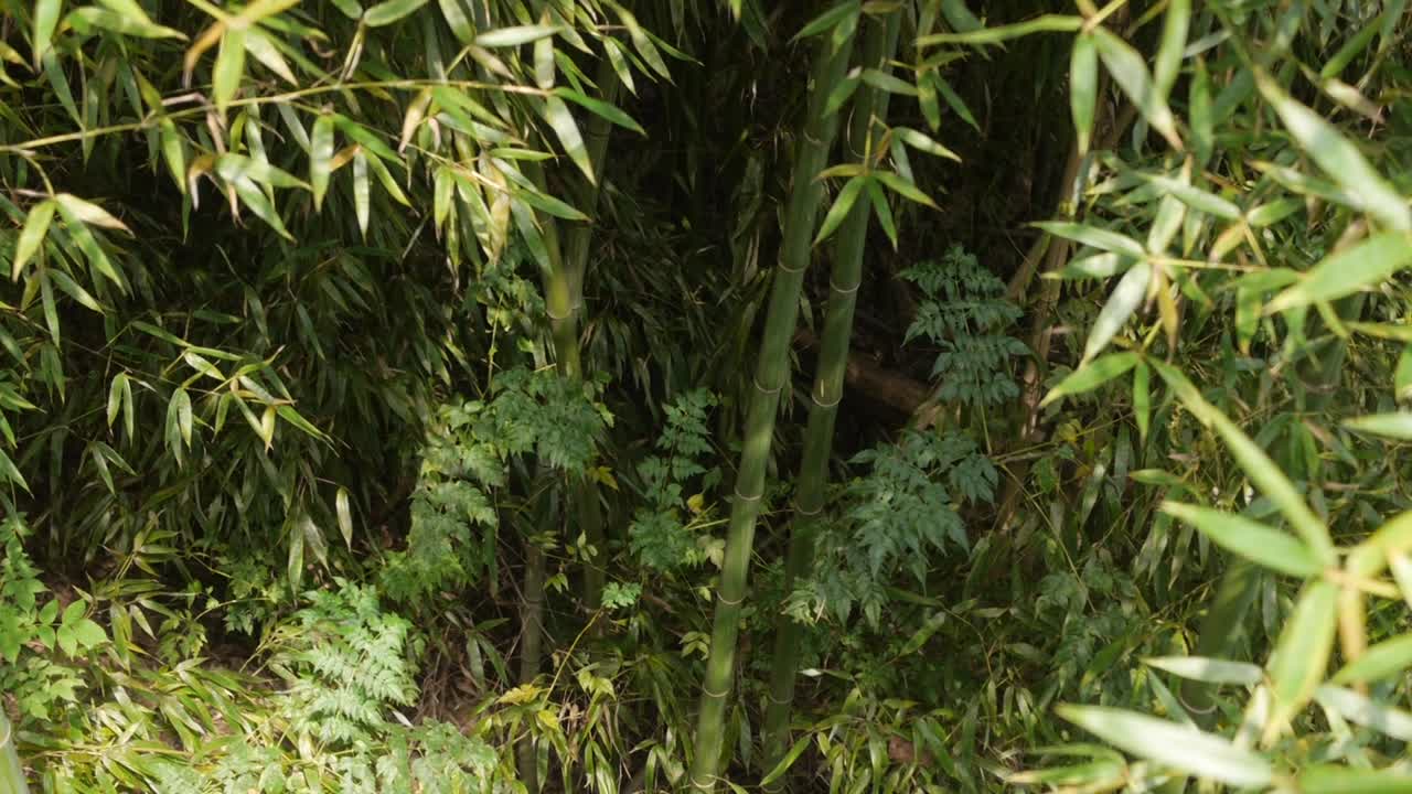 denso bosque de bambú