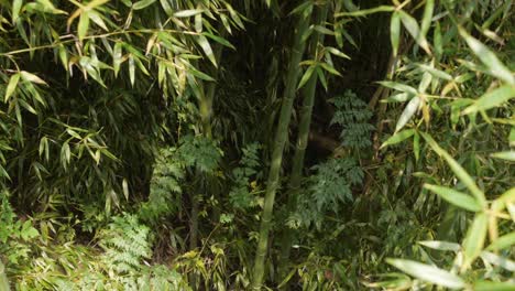 dense bamboo forest