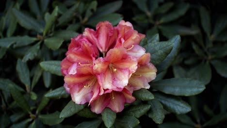 Impresionante-Flor-Amarilla-Y-Rosa-En-Un-Arbusto-Verde-Intenso-Y-Brisa-Ligera