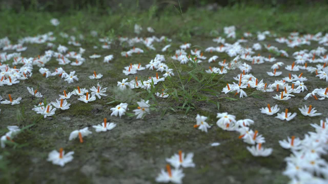 밤 재스민, 슬리 또는 셰팔리 꽃은 가을 시즌에 사라디야 또는 두르가 푸자 축제의 상징 꽃입니다