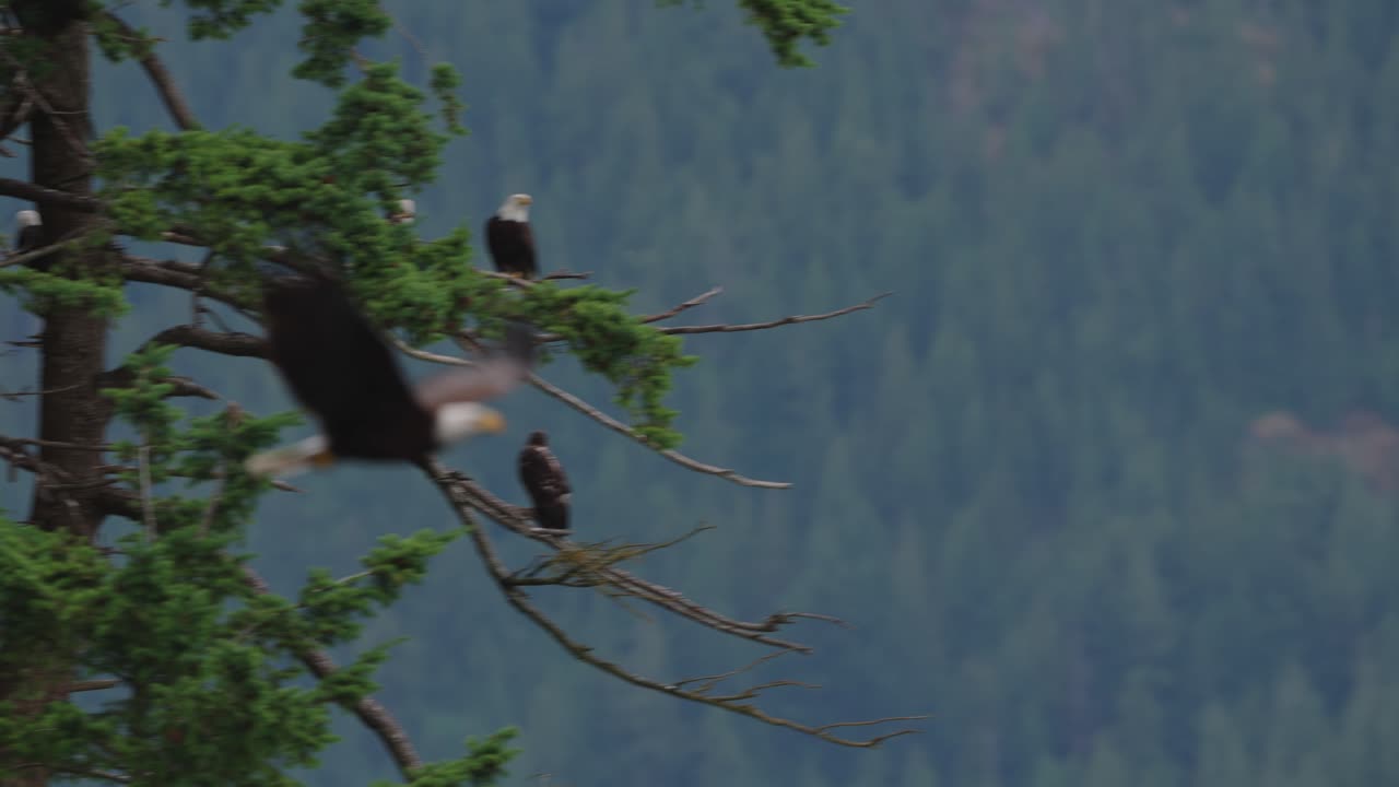 An eagle flying in slow motion looking for food over the ocean in Canada