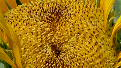 primer plano de un girasol en tokio, japón