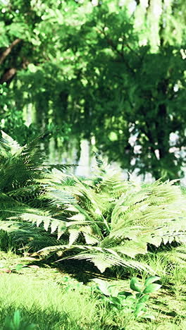 close up of a fern in a forest