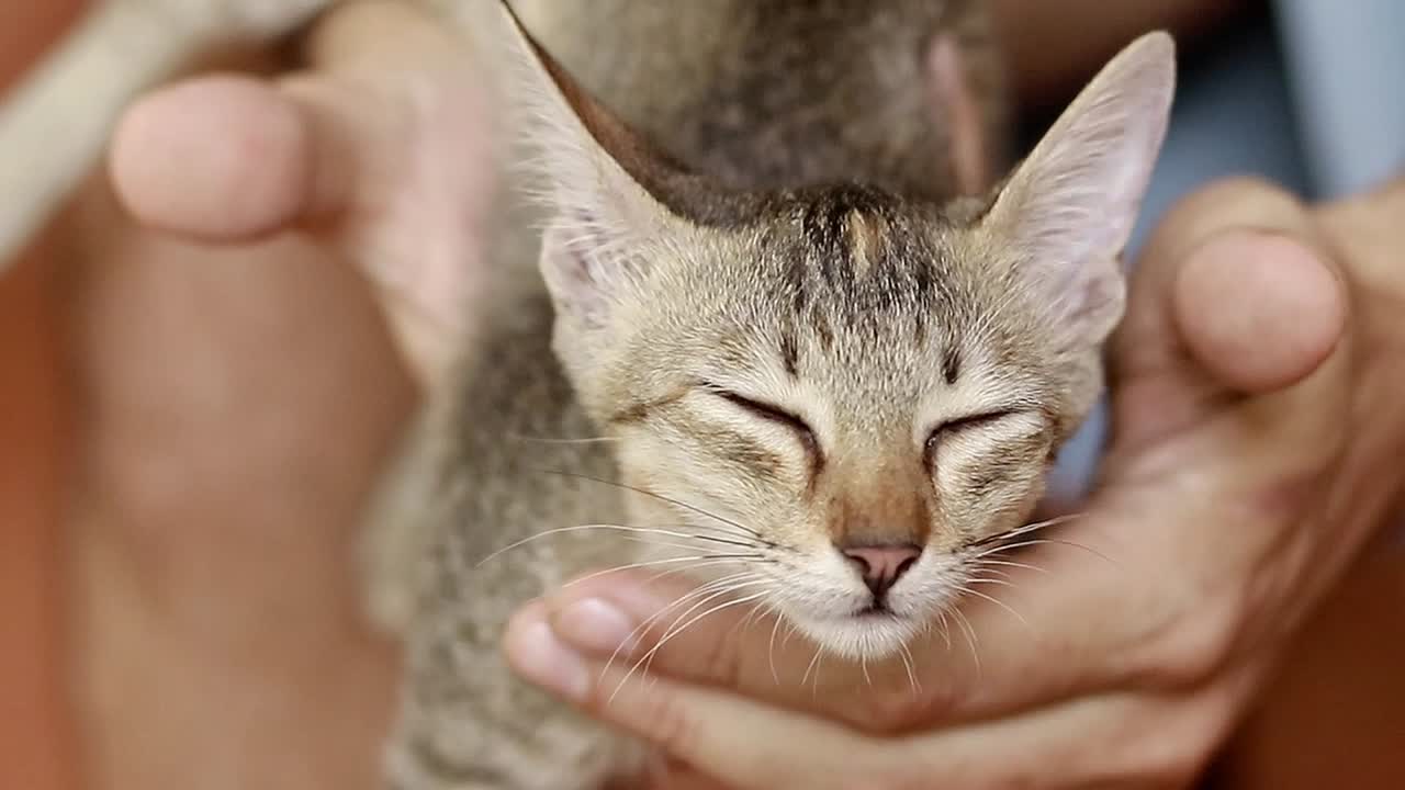 Close up to an affectionate tabby kitten being cradled and petted showing the love and connection between a pet and owner