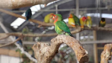 colorful green and red lovebird perched on a tree branch