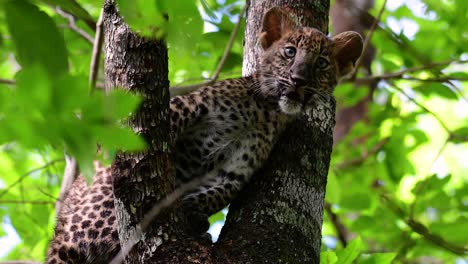 the indochinese leopard is a vulnerable species and one of the big cats of thailand