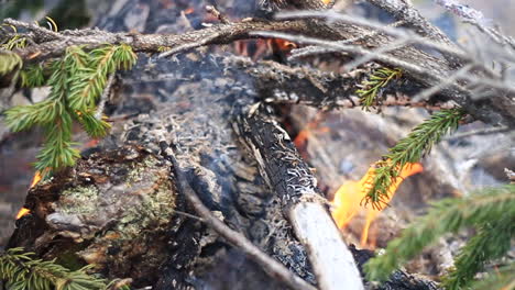 green tree branch burns in campfire