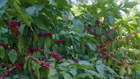 coffee trees in the middle of a plantation in el salvador during a sunny day