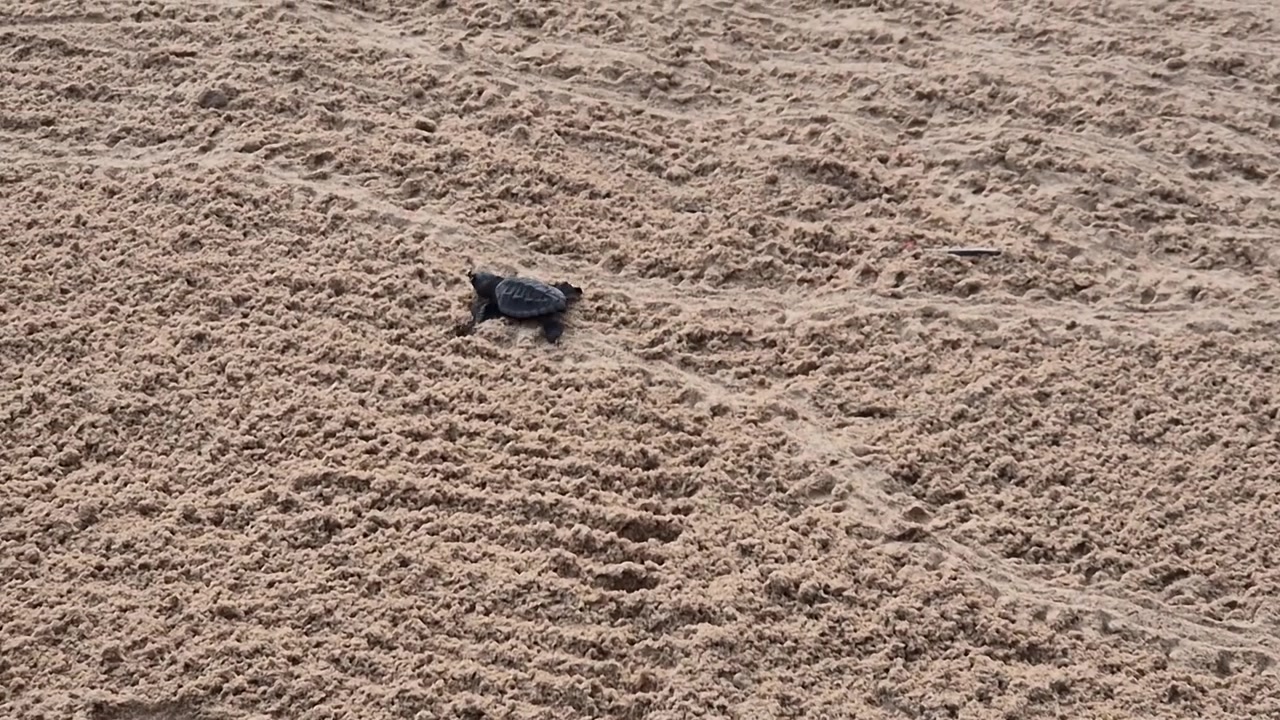 A high-angle view shows a tiny sea turtle hatchling using its flippers to cross deeply ridged beach sand in Mirissa, Sri Lanka, capturing a vulnerable early-life journey.