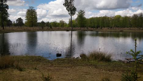 a small pond in a moor next to a forest