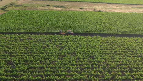 Vista-Aérea-De-Viñedos-Franceses-Rociados-Con-Pesticidas-Tóxicos,-Montpellier,-Sète-Y-Côte-D&#39;azur,-Pero-También-Capta-Las-Consecuencias-Negativas-De-Los-Pesticidas-Tóxicos-En-El-Medio-Ambiente-Y-La-Salud