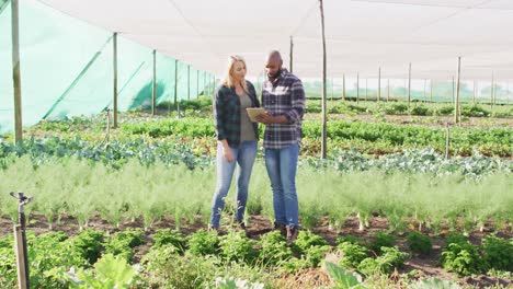 Video-of-diverse-female-and-male-with-tablet-in-greenhouse-on-sunny-day