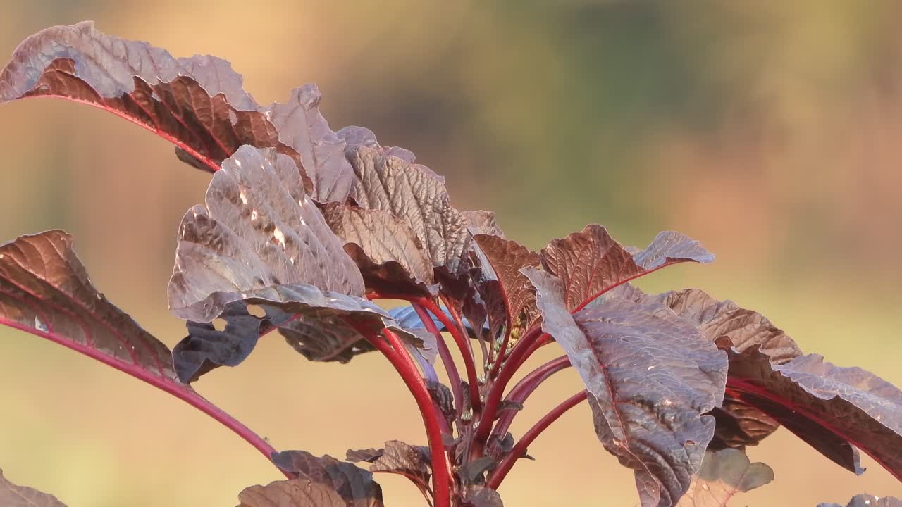 hojas de otoño - hermoso - gris