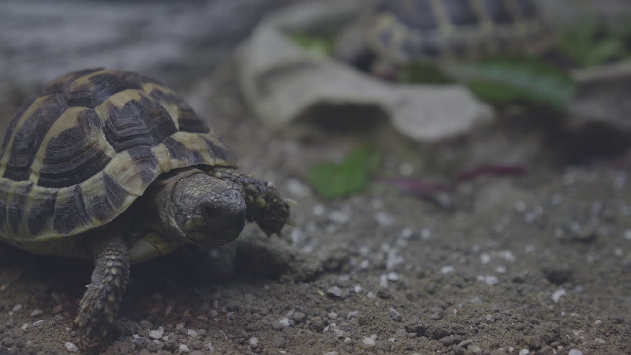 черепаха, идущая к своему дому