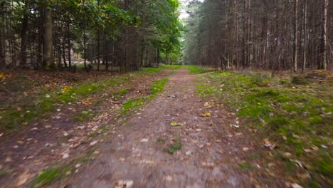 Schnell-Auf-Waldweg-Gehen,-Blick-Aus-Der-Perspektive