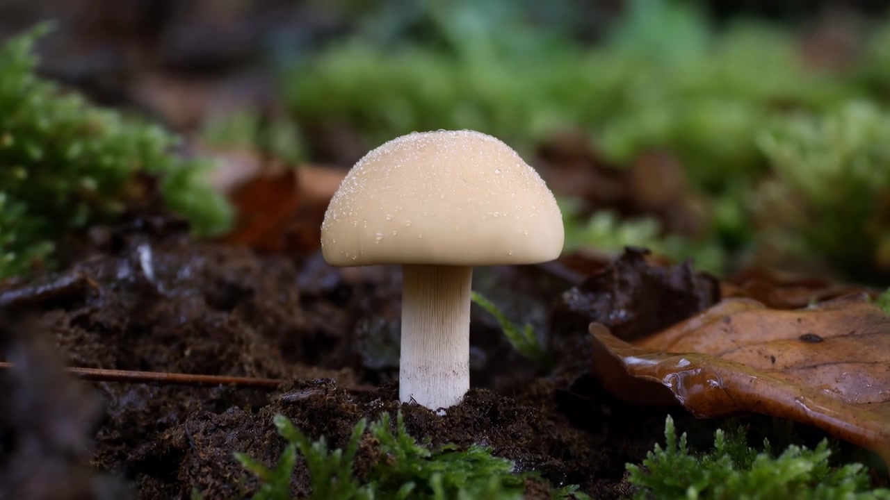 Closeup Mushroom Emerging From Forest Floor, Covered In Dewdrops And Moss, Beige Cap Slowly Unfurling