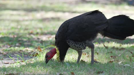 Male-Australian-brush-turkey-pecks-the-ground-in-slow-motion