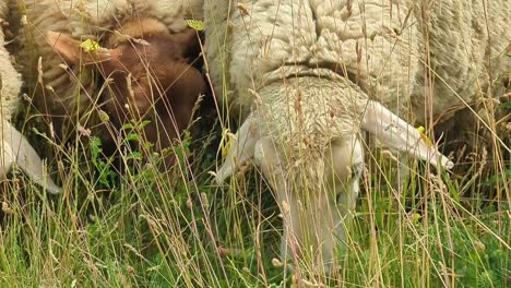 steady close up of sheeps eating high grass in a wild meadow