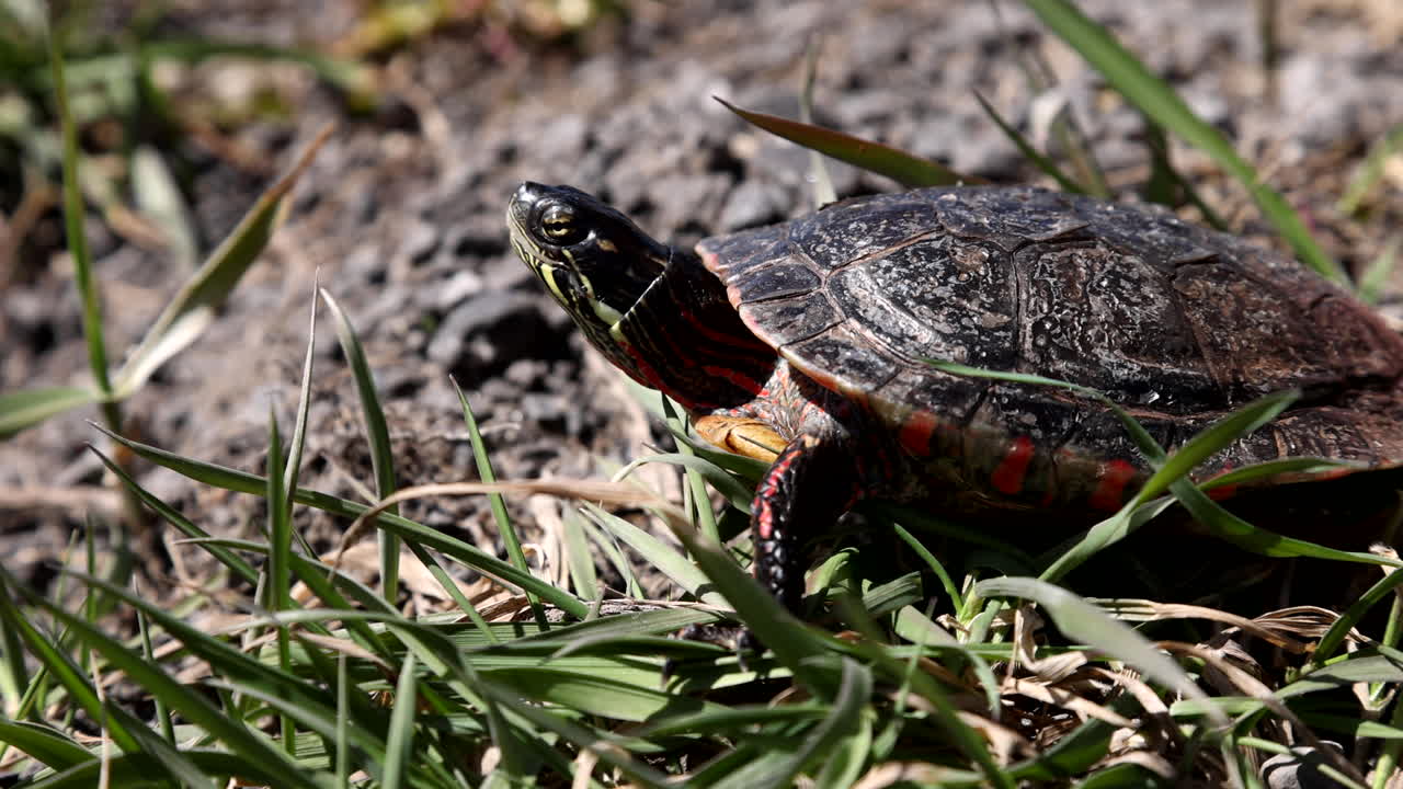 Premium stock video - Painted turtle walking in grass slow motion