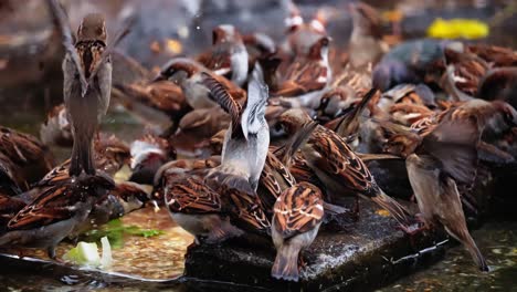 flock of sparrows drinking water and eating in slow motion in a park