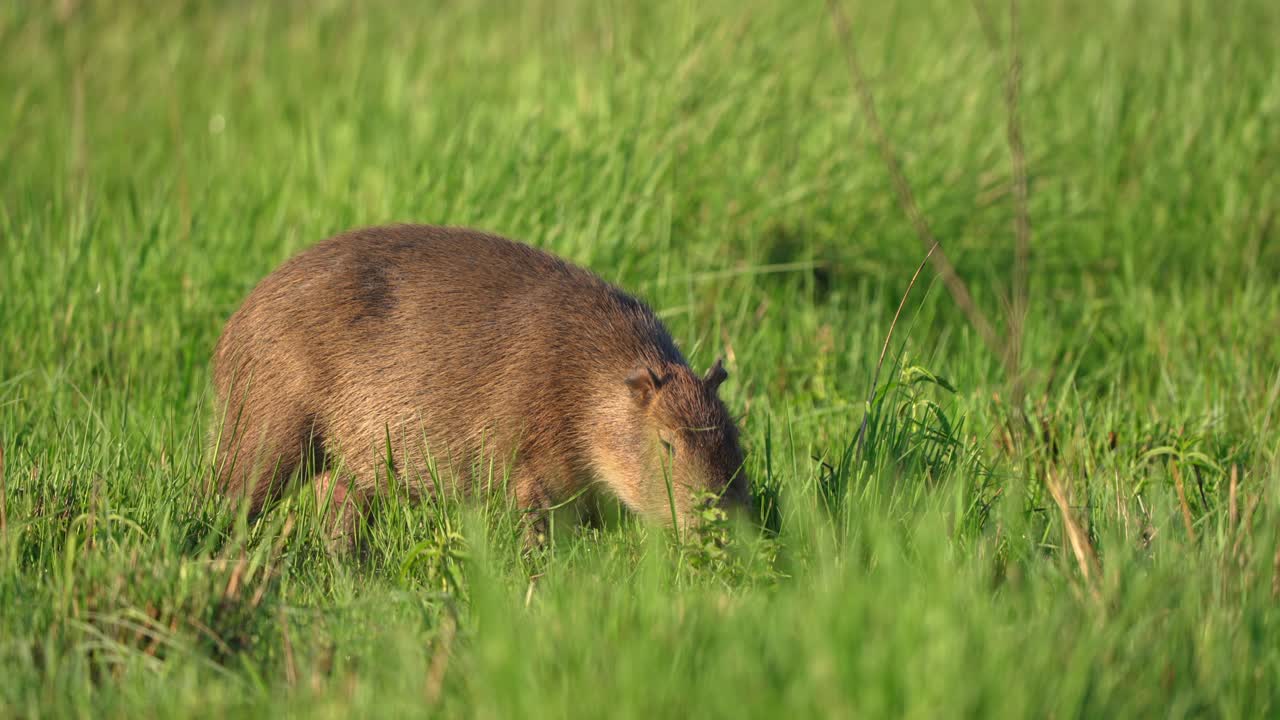 Capybara feeding in lush green wetland grass under bright sunlight, surrounded by tall vegetation, Ibera wetlands, Corrientes, Argentina.