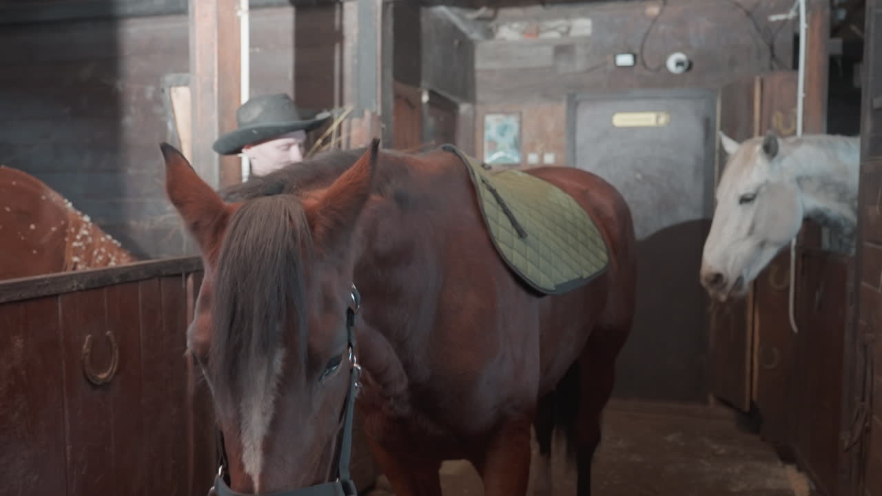 Groom leading bay horse in stable, closeup of handler securing halter and chain while horse stands in stall with saddle pad visible, warm barn light, calm tactile bond and methodical preparation