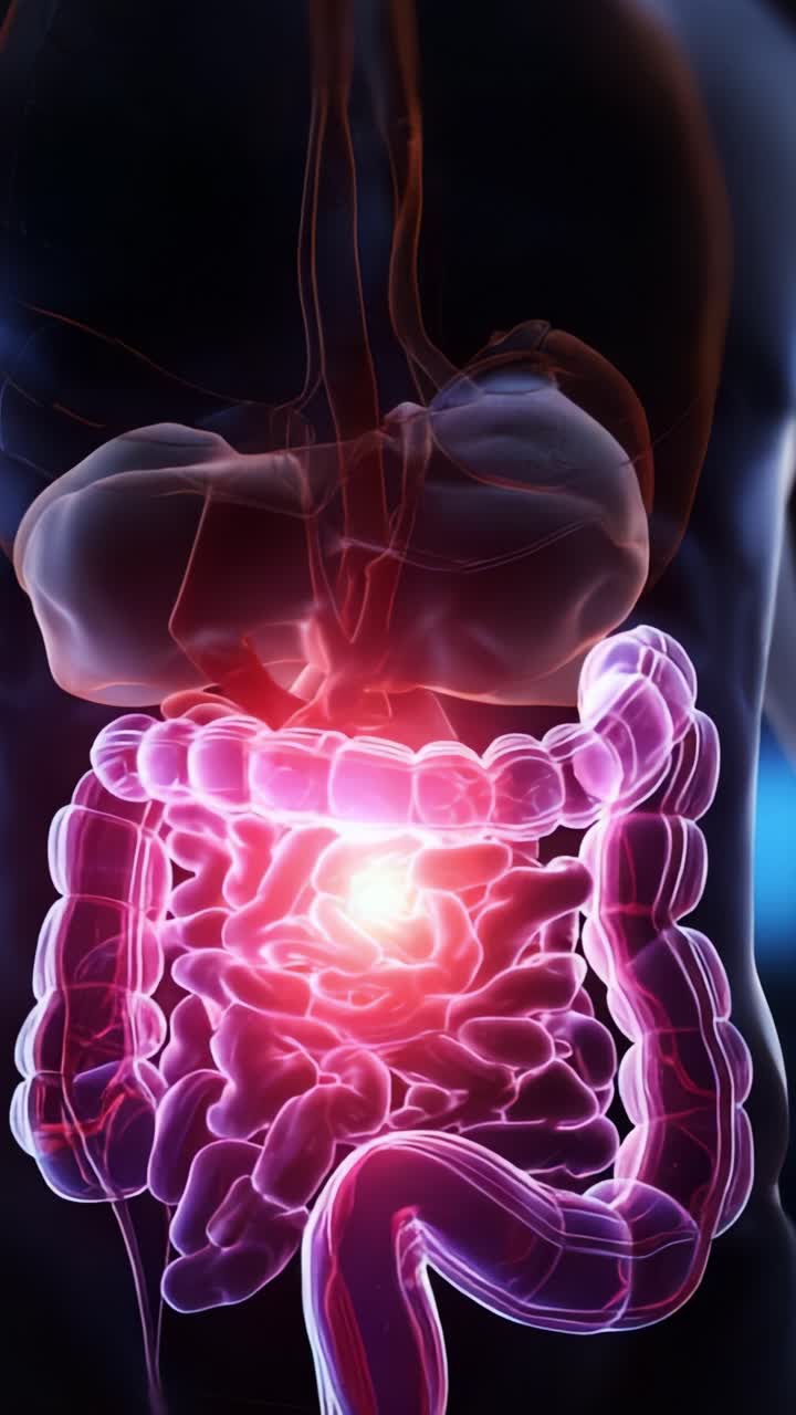 Visualizzazione dinamica dell'apparato digerente umano che mette in risalto l'intestino e gli organi interni in una rappresentazione dettagliata e colorata
