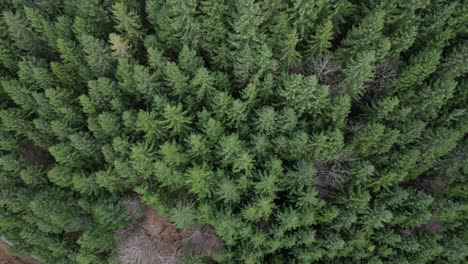 Fronalpstock-Switzerland-Glarus-Swiss-alps-forest-overhead-view