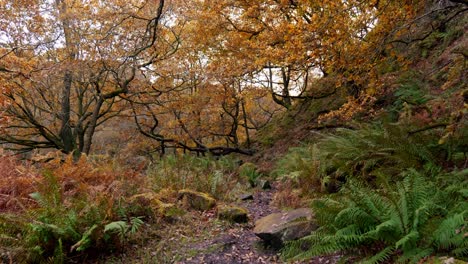 Peaceful-autumn-and-winter-woodland,-a-slow-stream-by-the-riverbank,-golden-oaks-shedding-bronze-leaves