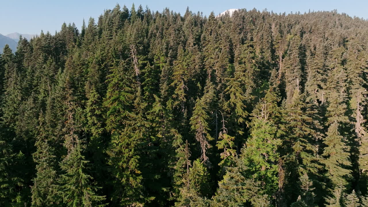 Aerial footage flying over the evergreen forest towards the top of mountain in the morning in the Cascades that reveals Mount Rainier
