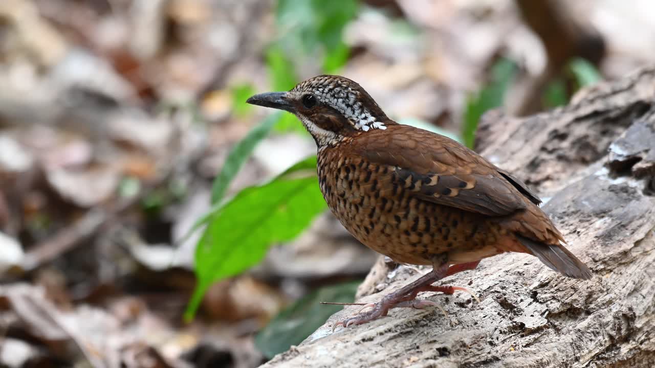 pitta de orejas, hydrornis phayrei