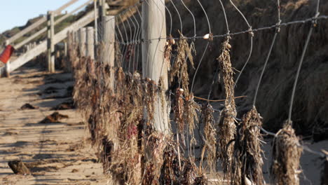 coastal beach wire fence to help erosion of the dunes