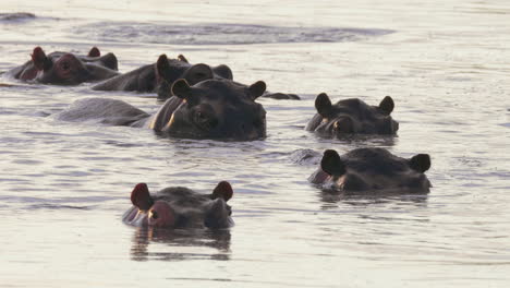 a herd of hippopotamus looking at the camera while swimming in the lake in botswana - closeup shot