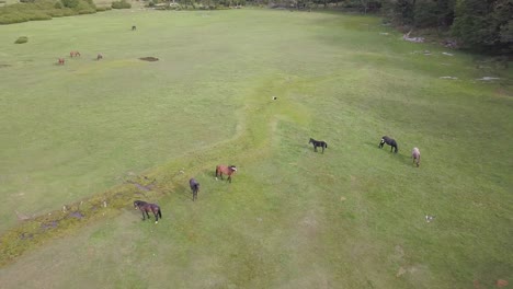 aerial birds eye shot showing herd of horses grazing on meadow and flying birds during sunny day in nature