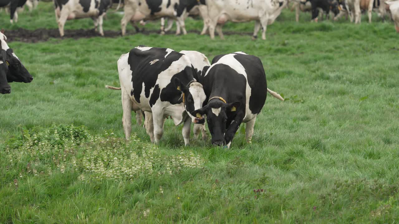 Le mucche pascolano in un campo
