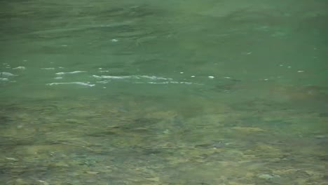 Trout-fly-fishing-in-mountain-river-at-summer