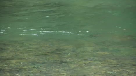 pesca con mosca de trucha en el río de montaña en verano