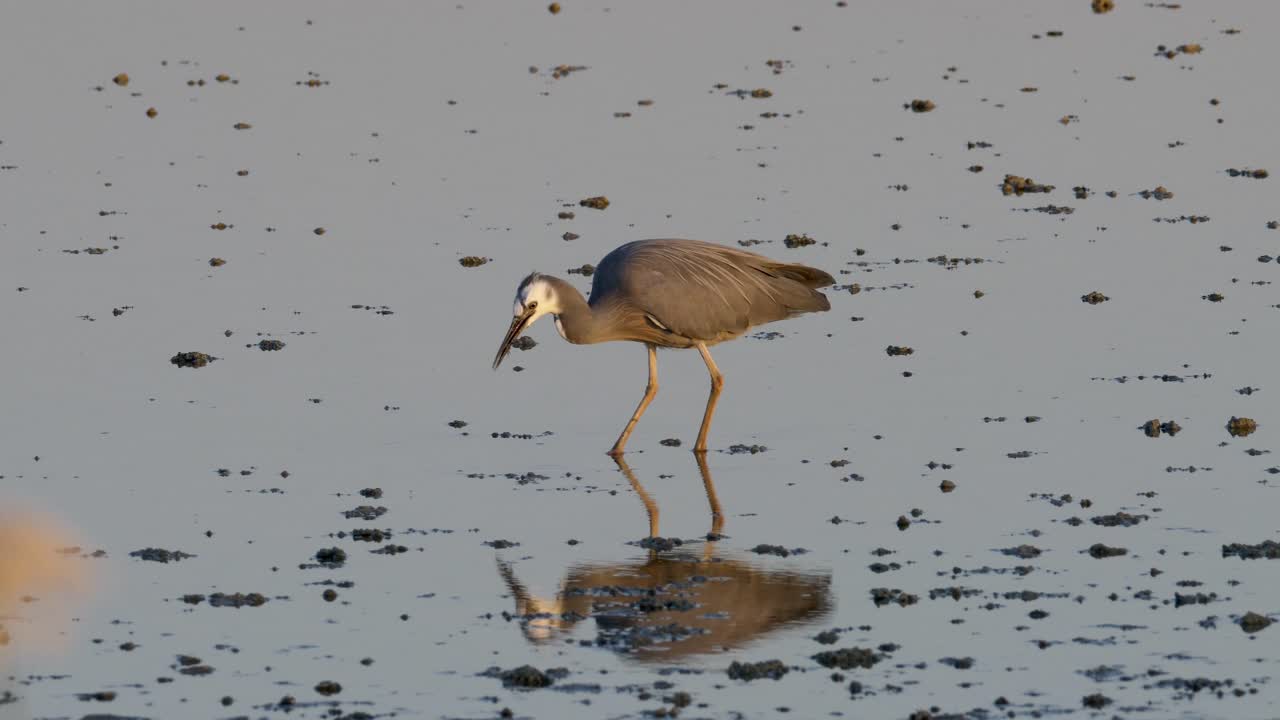 garza de cara blanca atrapa un pez en el lago con reflejo de agua
