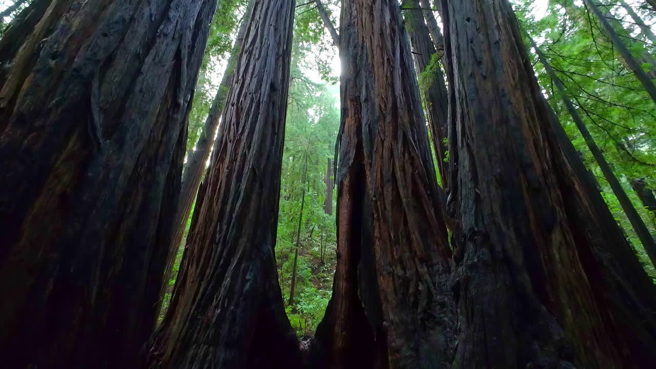 de pie entre algunas de las sequoias gigantes del parque muir woods de san francisco