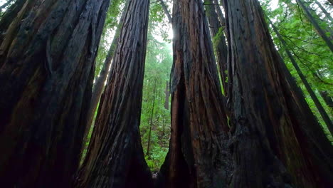 standing among some of the giant redwoods of san francisco's muir woods park