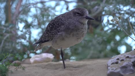 pájaro parado sobre un pie en los contenedores de arena