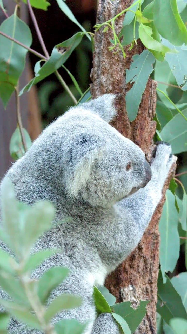 Un primo piano cattura un koala che si arrampica su un tronco d'albero tra foglie di eucalipto verdi e lussureggianti