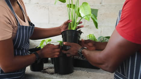 gardening together, two diverse people planting green plant in black pot at nursery, in greenhouse